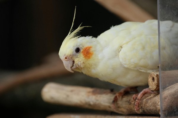 Les meilleures assurances pour chats pour une sécurité optimale