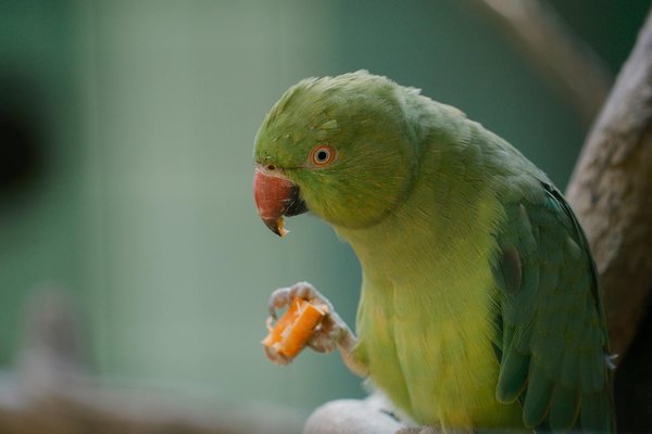 L'impact émotionnel sur les chiens de police après une intervention