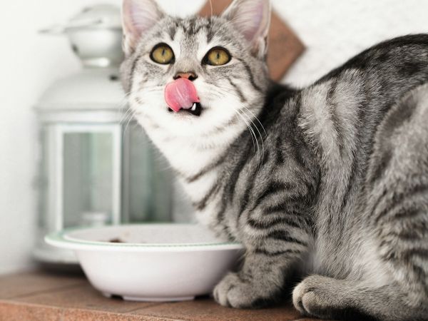 Top 5 des croquettes pour chats basées sur les avis clients