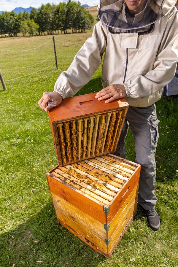 Tout savoir sur la ruche dadant avec 10 cadres et ses avantages